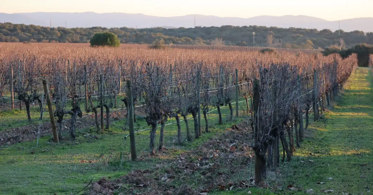Ontdek de beste Alentejo wijnen uit Portugal