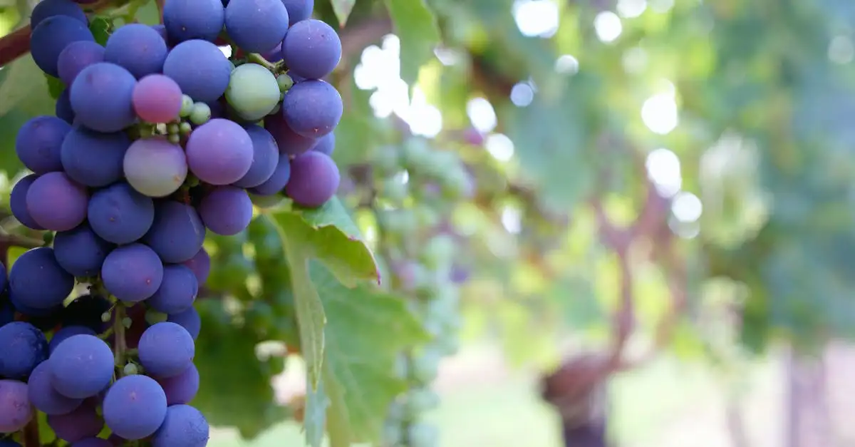 Ontdek de Beste Bandol Wijn | Kwaliteit en Smaak