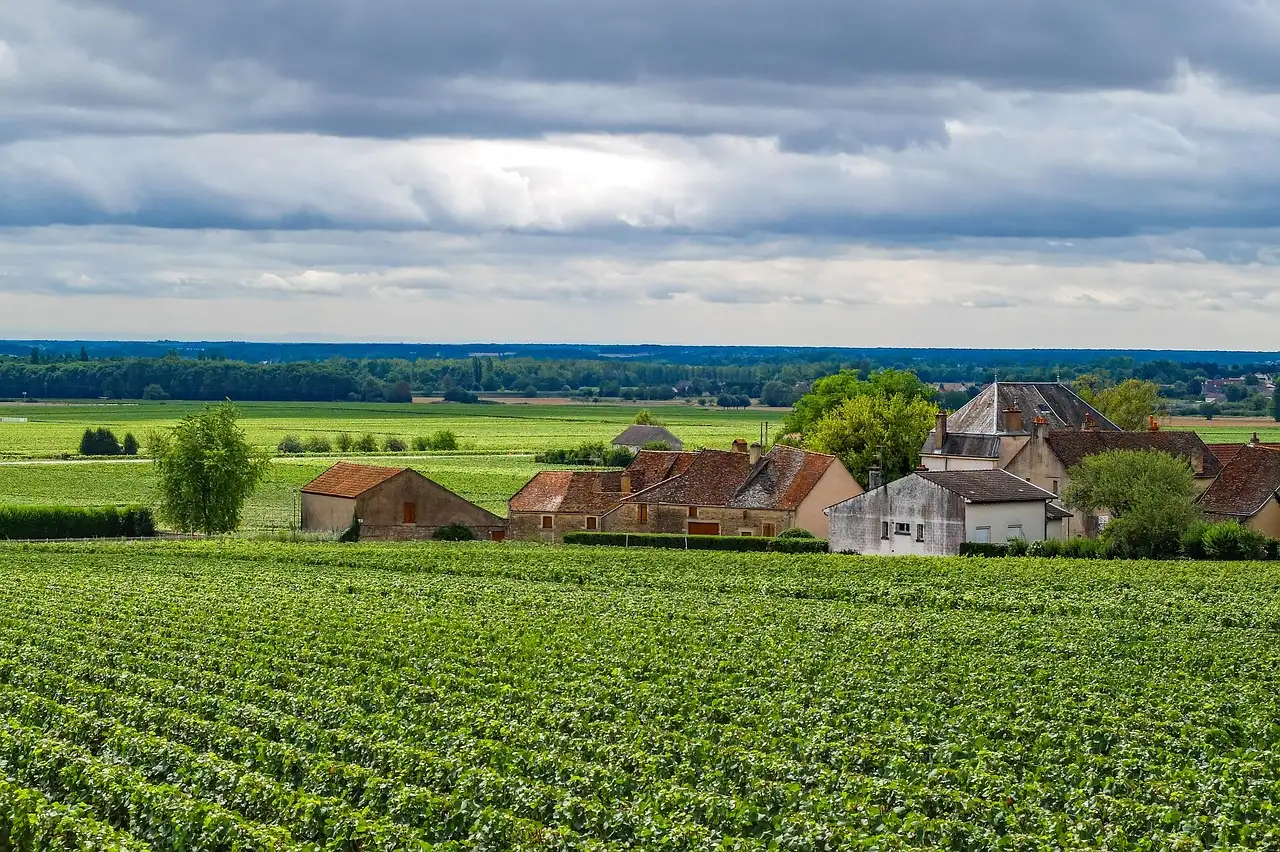 Ontdek de beste witte Bourgogne wijnen van topkwaliteit