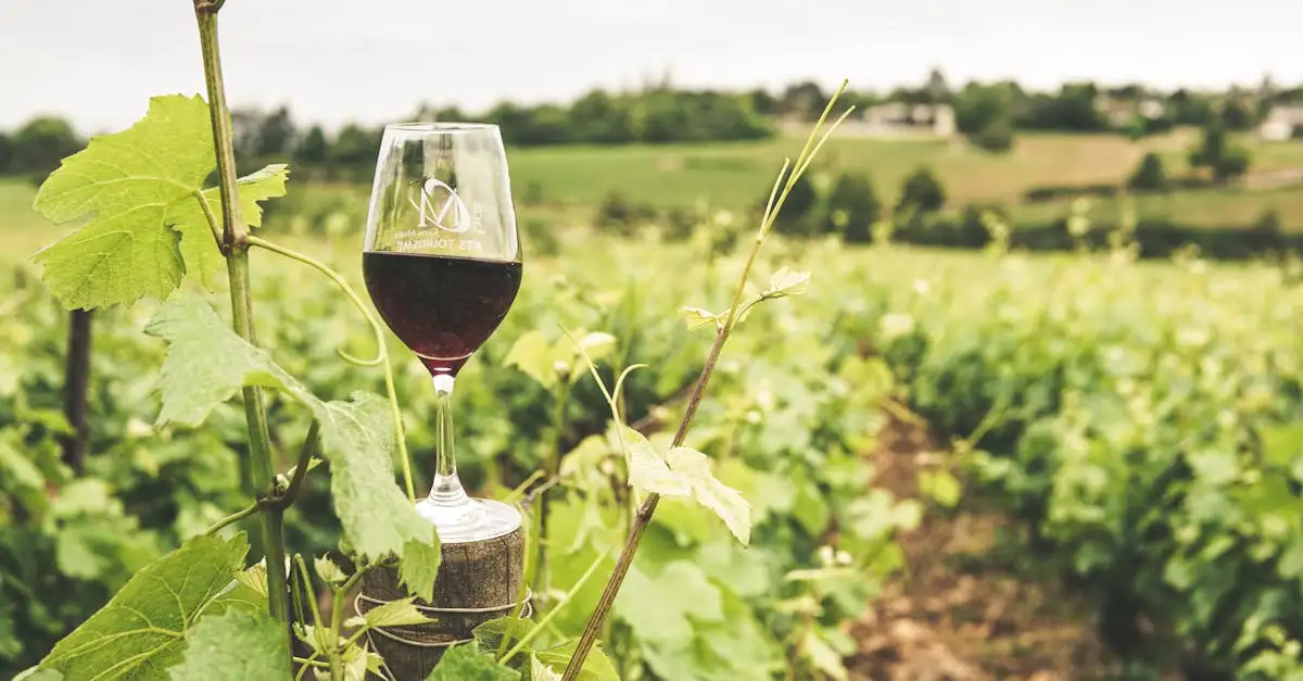 Ontdek Gigondas wijn: krachtige rode wijnen uit de Rhône