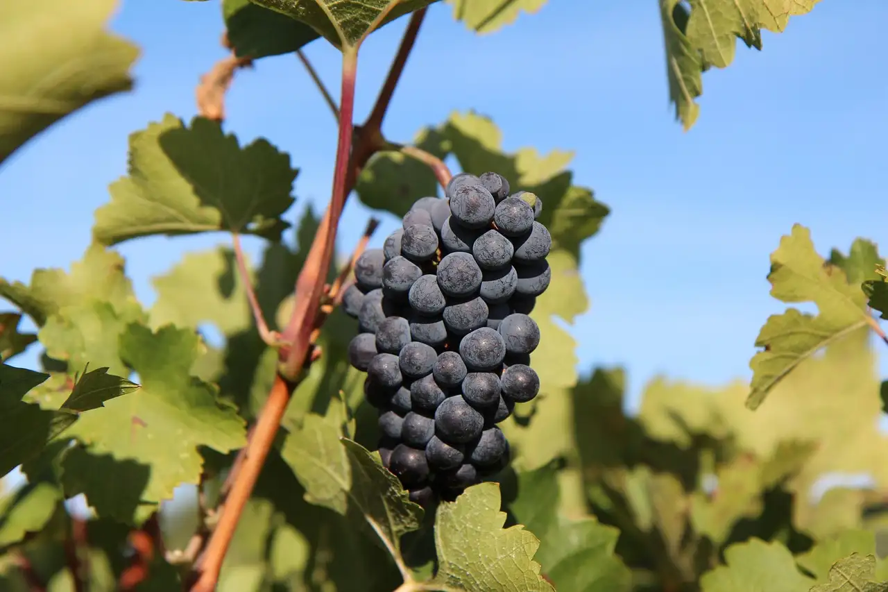 Merlot wijn ah