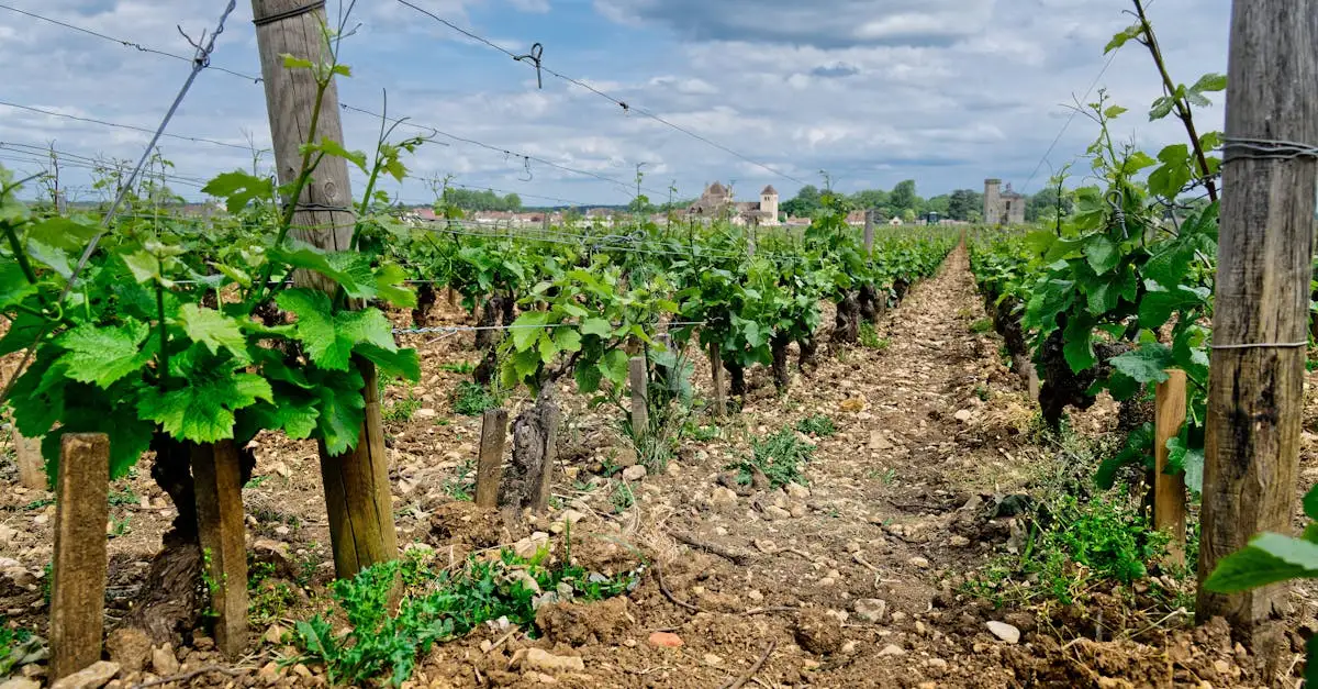 Montrachet wijn kopen: ontdek de beste witte Bourgognewijnen
