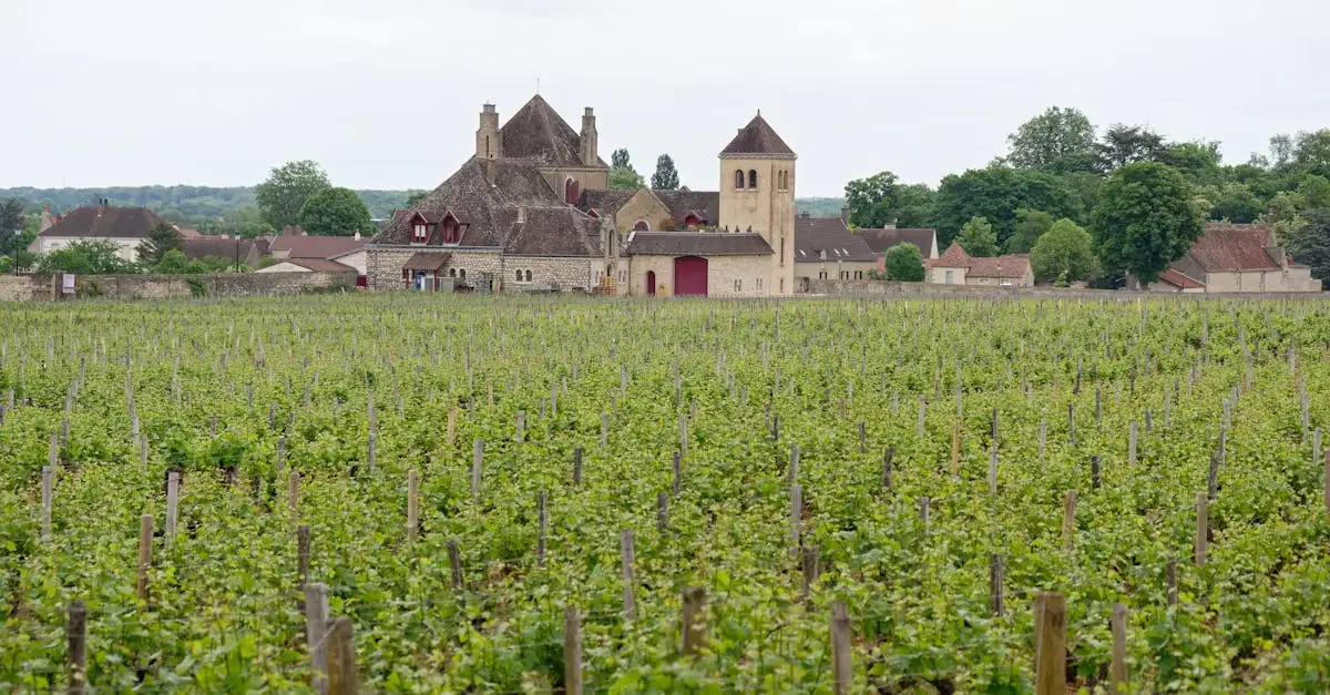 Bourgogne witte wijn
