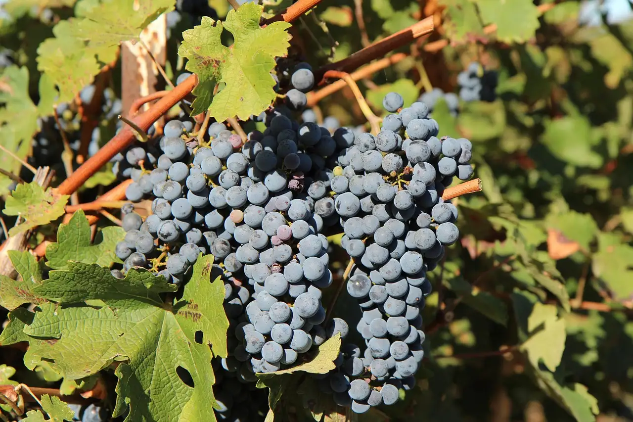 Rode merlot wijn
