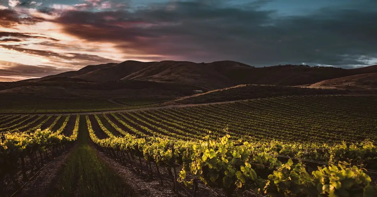 Opus One wijn – Ontdek deze beroemde rode wijn uit Californië.