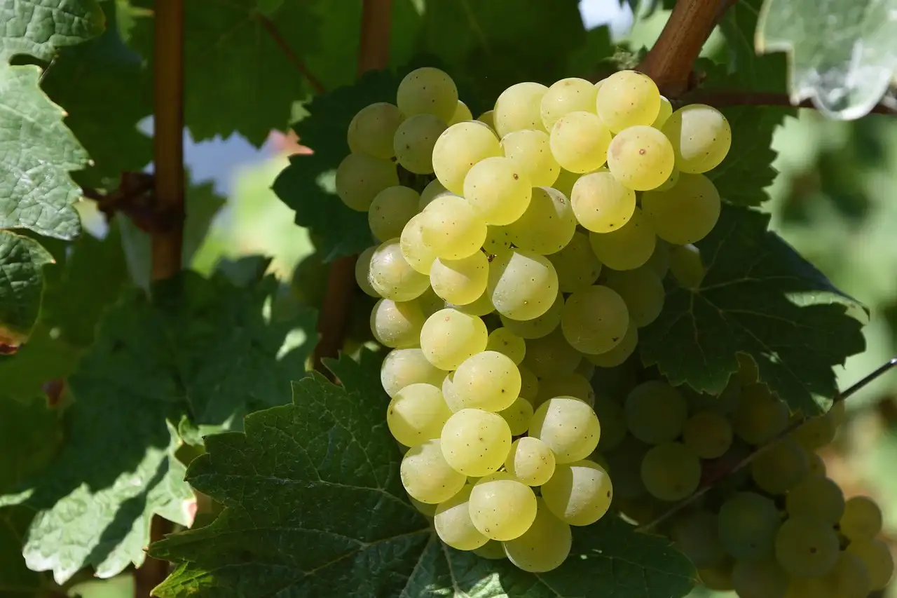 Witte wijn pinot grigio