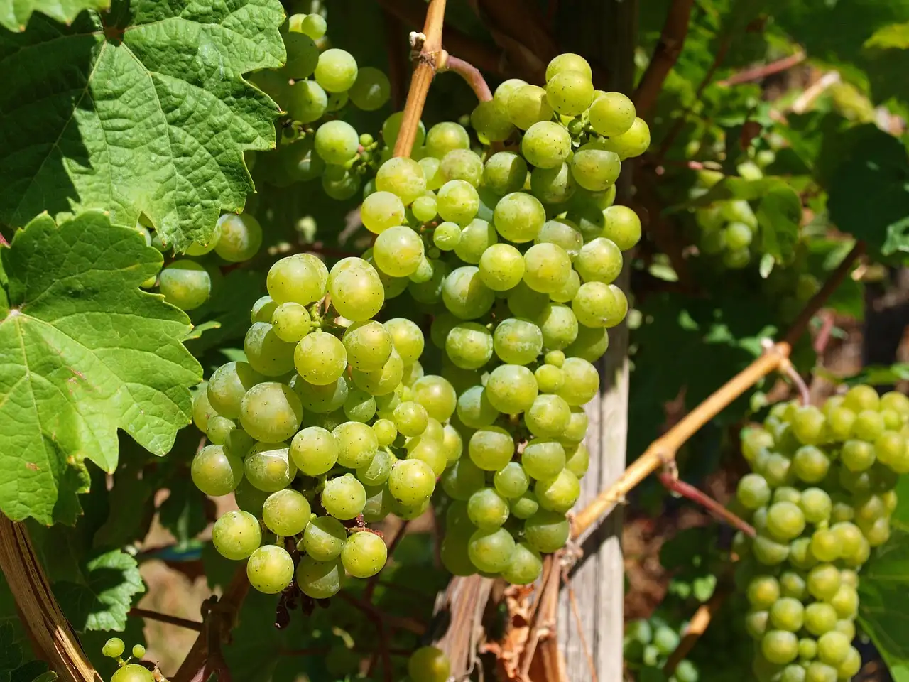 Uit welke streek is riesling wijn afkomstig 5 letters