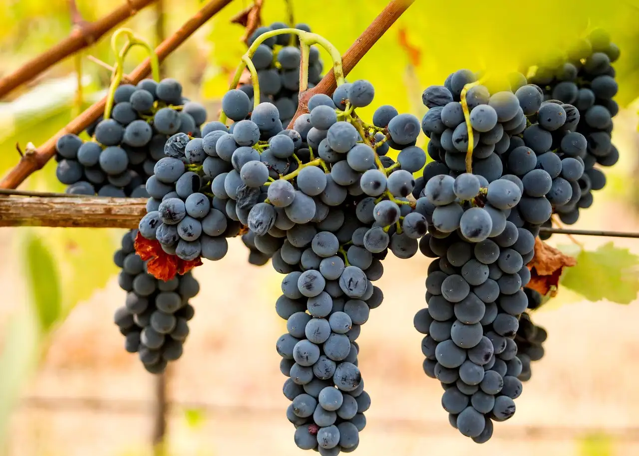 Syrah wijn