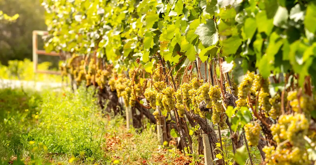 Verdicchio wijn