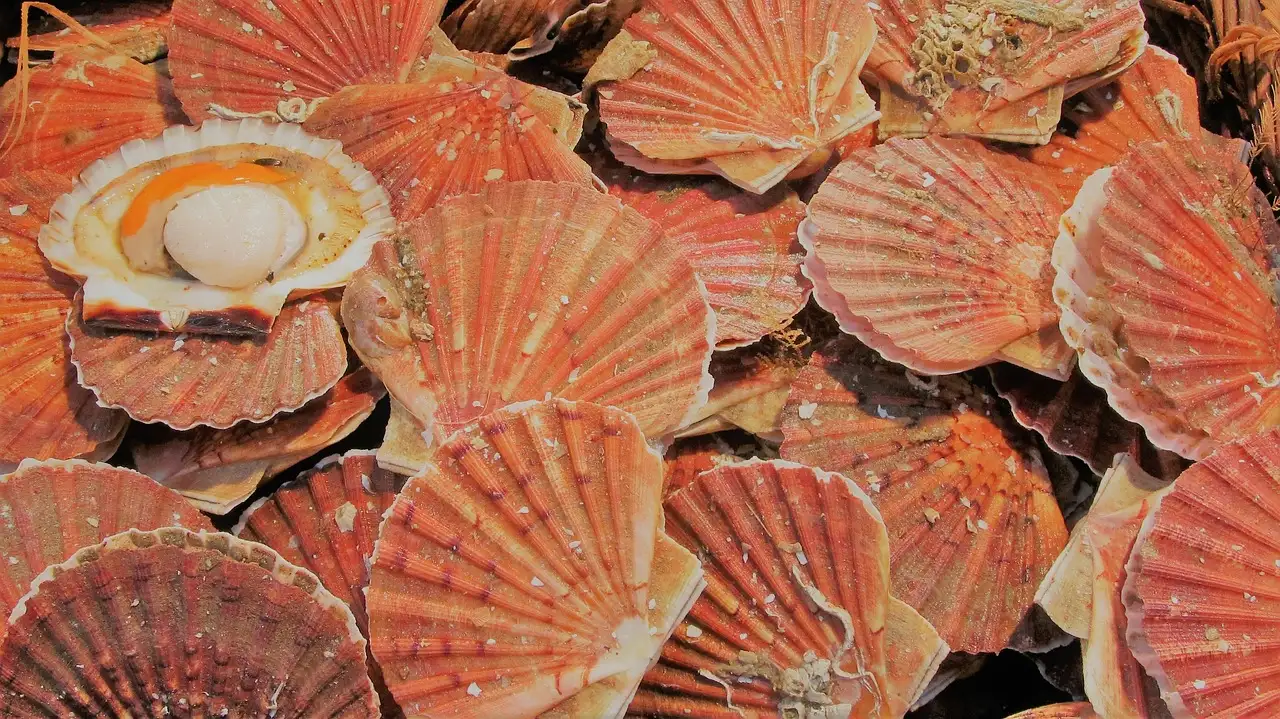 Wijn coquilles