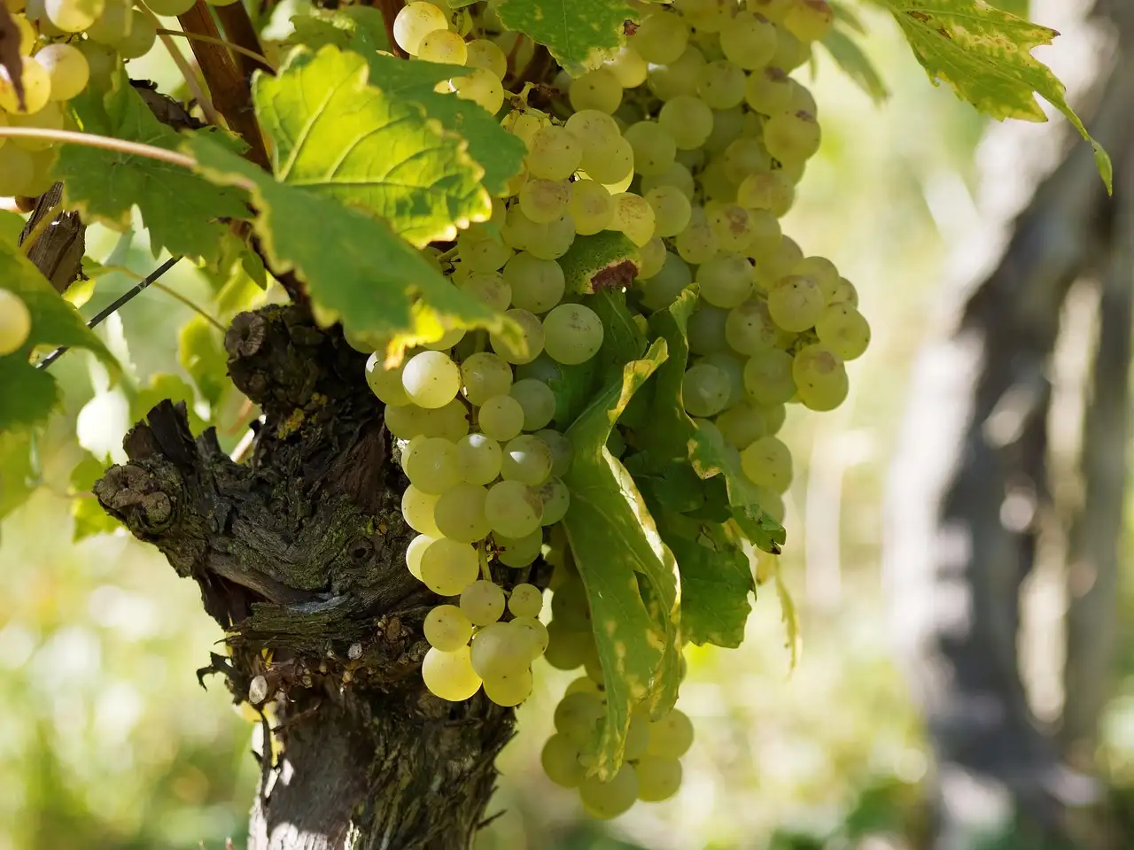 Witte wijn bourgogne