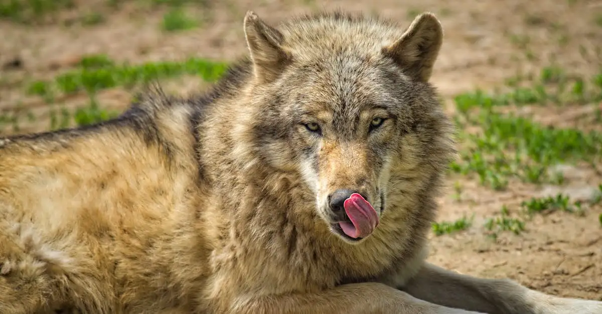 Wolf Wijn: Ontdek de Beste Selectie en Kwaliteit